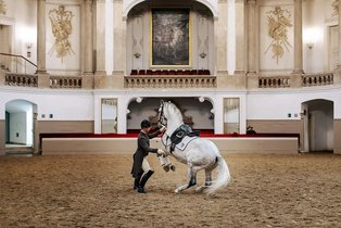 50606-spanische-hofreitschule-lipizzaner