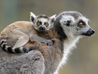 fb_katta_13042025_tgs_zupanc_09_1_animal_detail_801